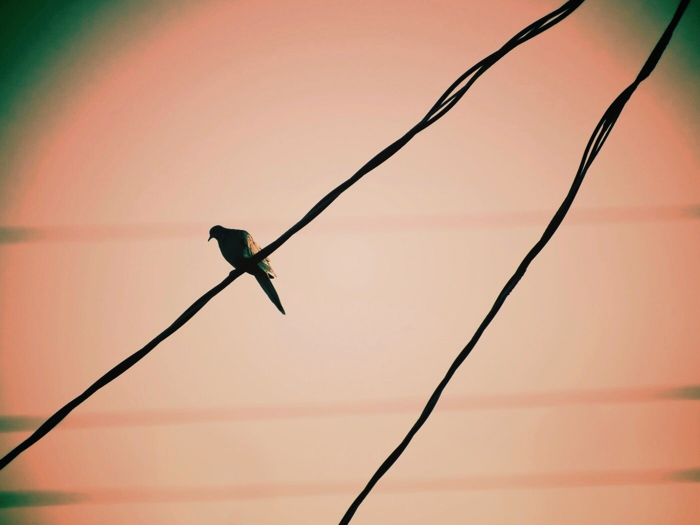 Птица на проводе обои