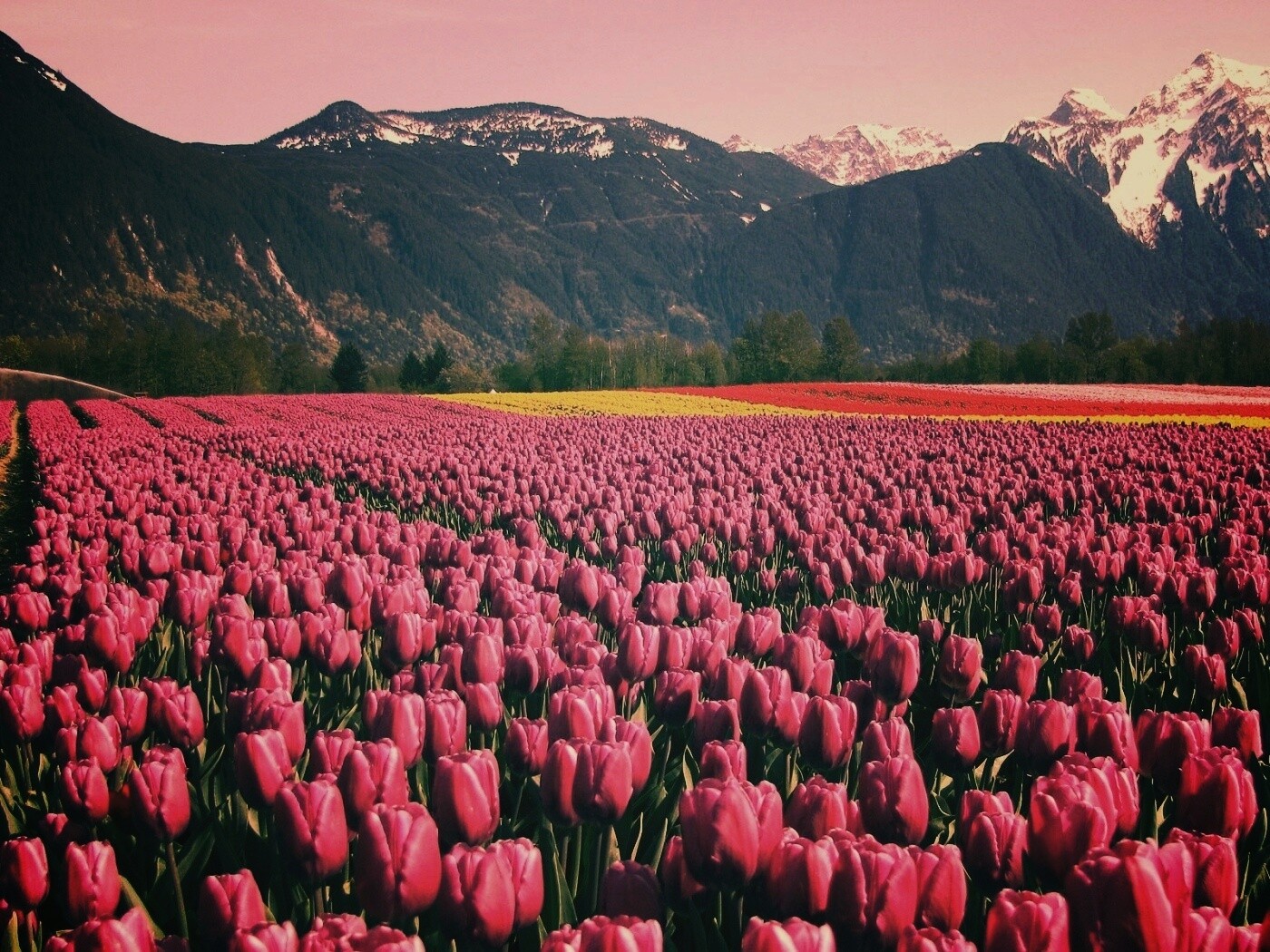 Поле тюльпанов обои