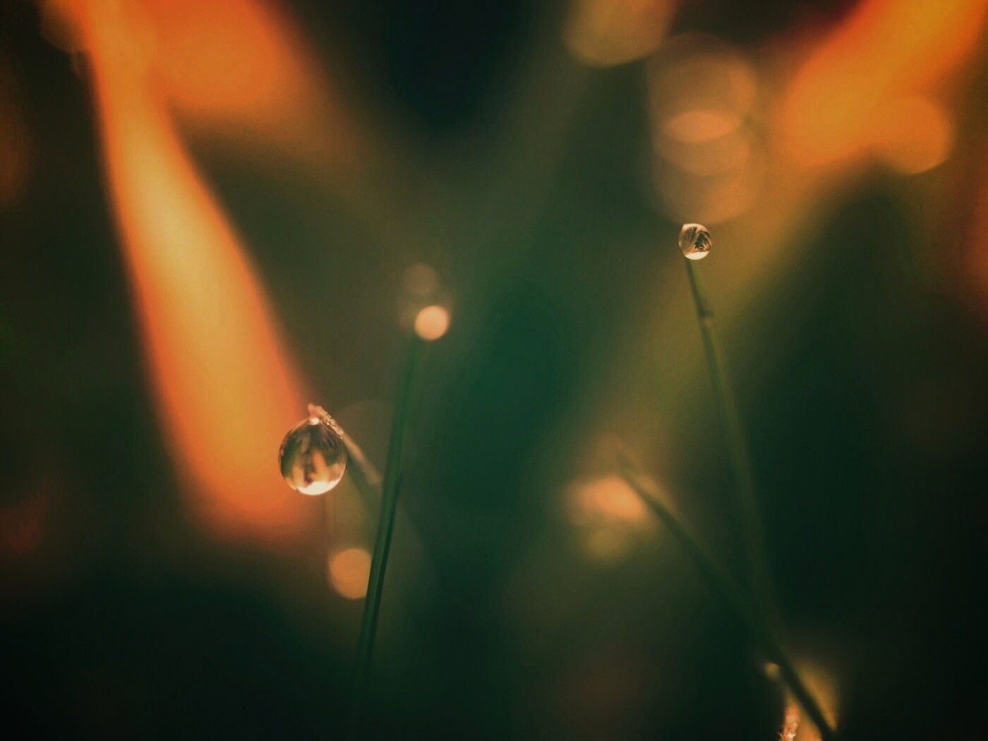 Роса на травинке обои