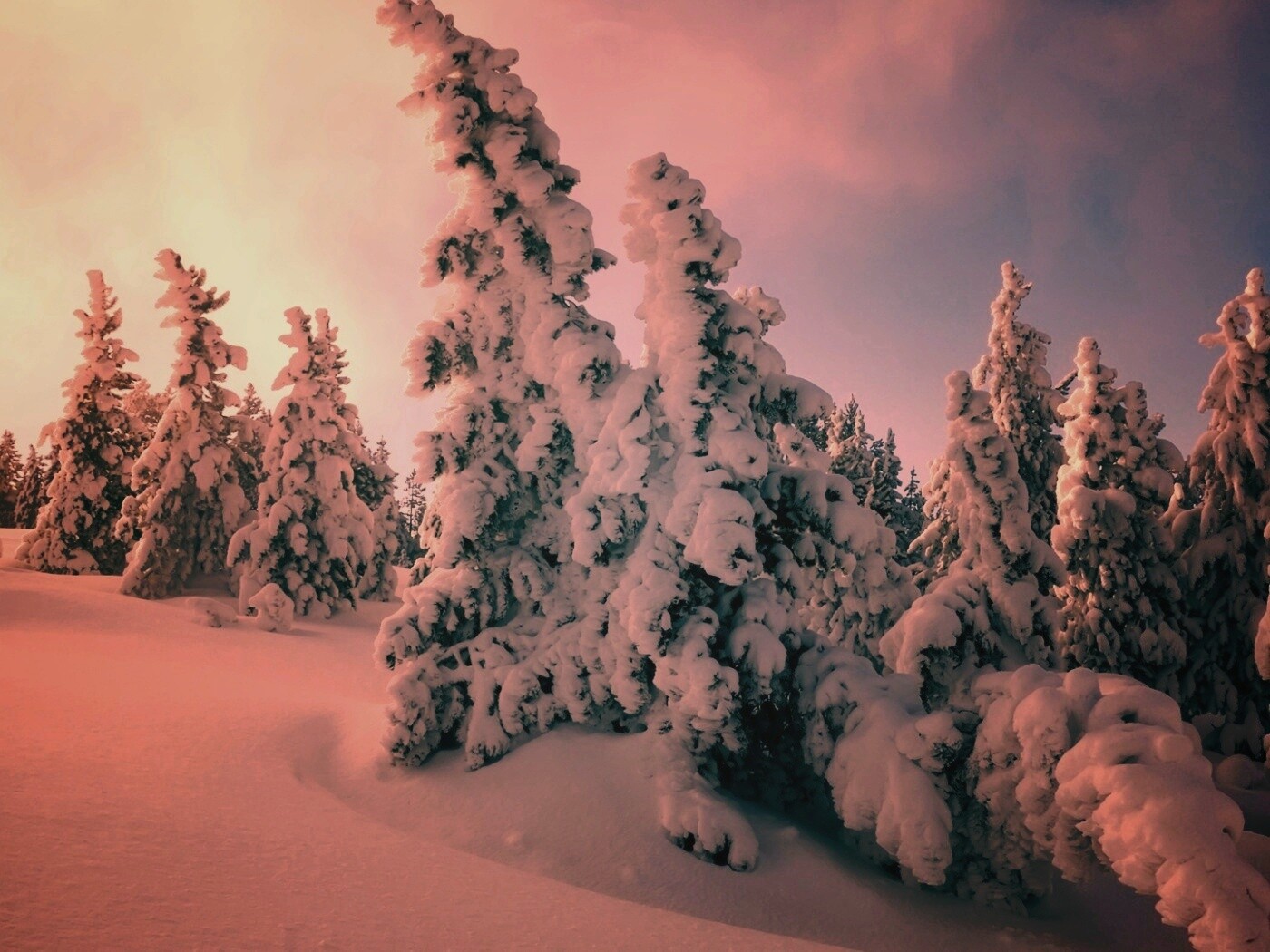 Ели в снегу обои