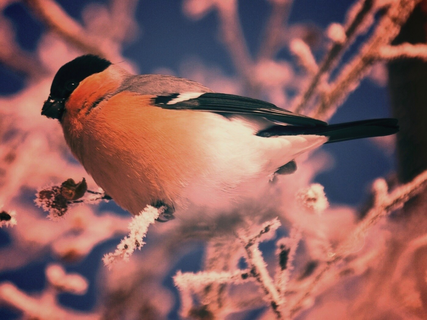 Снегирь на ветке обои