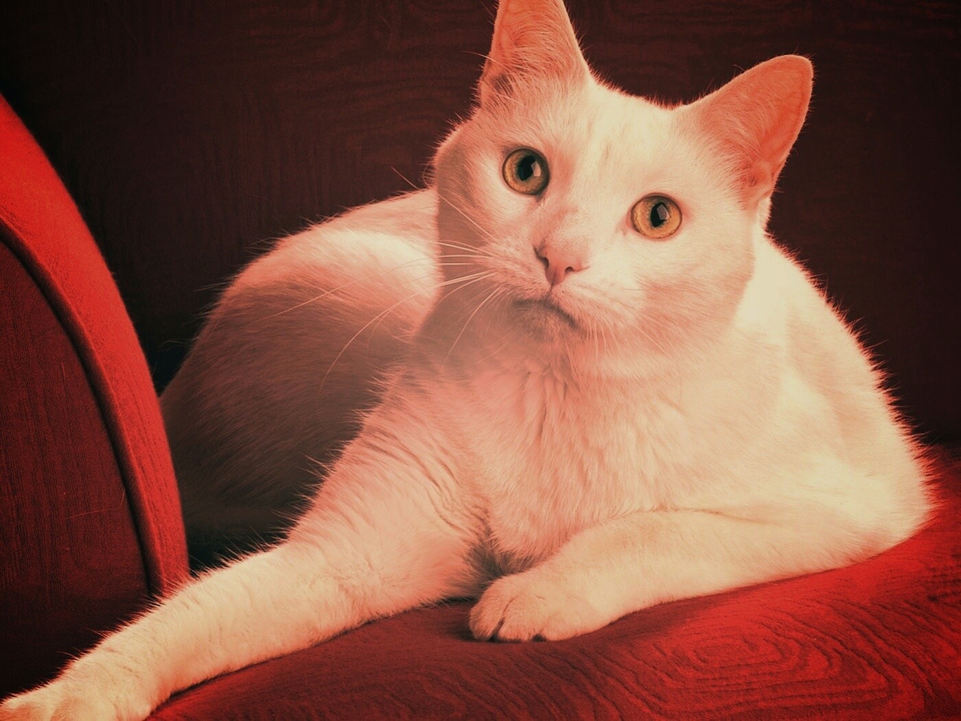 Белой кот на красном диване обои