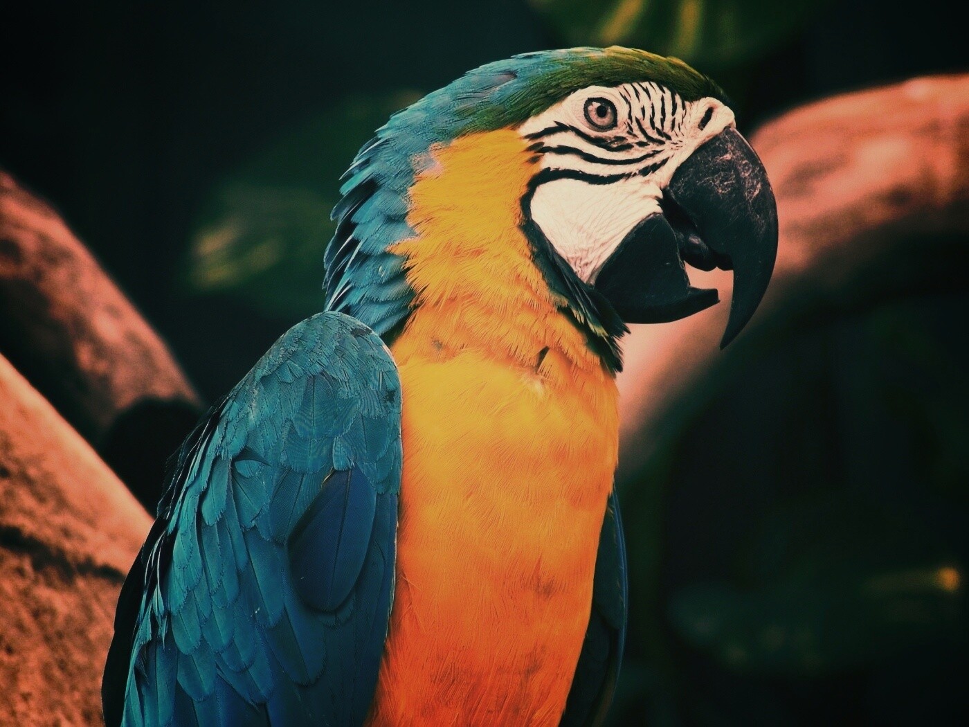 Разноцветынй попугай обои