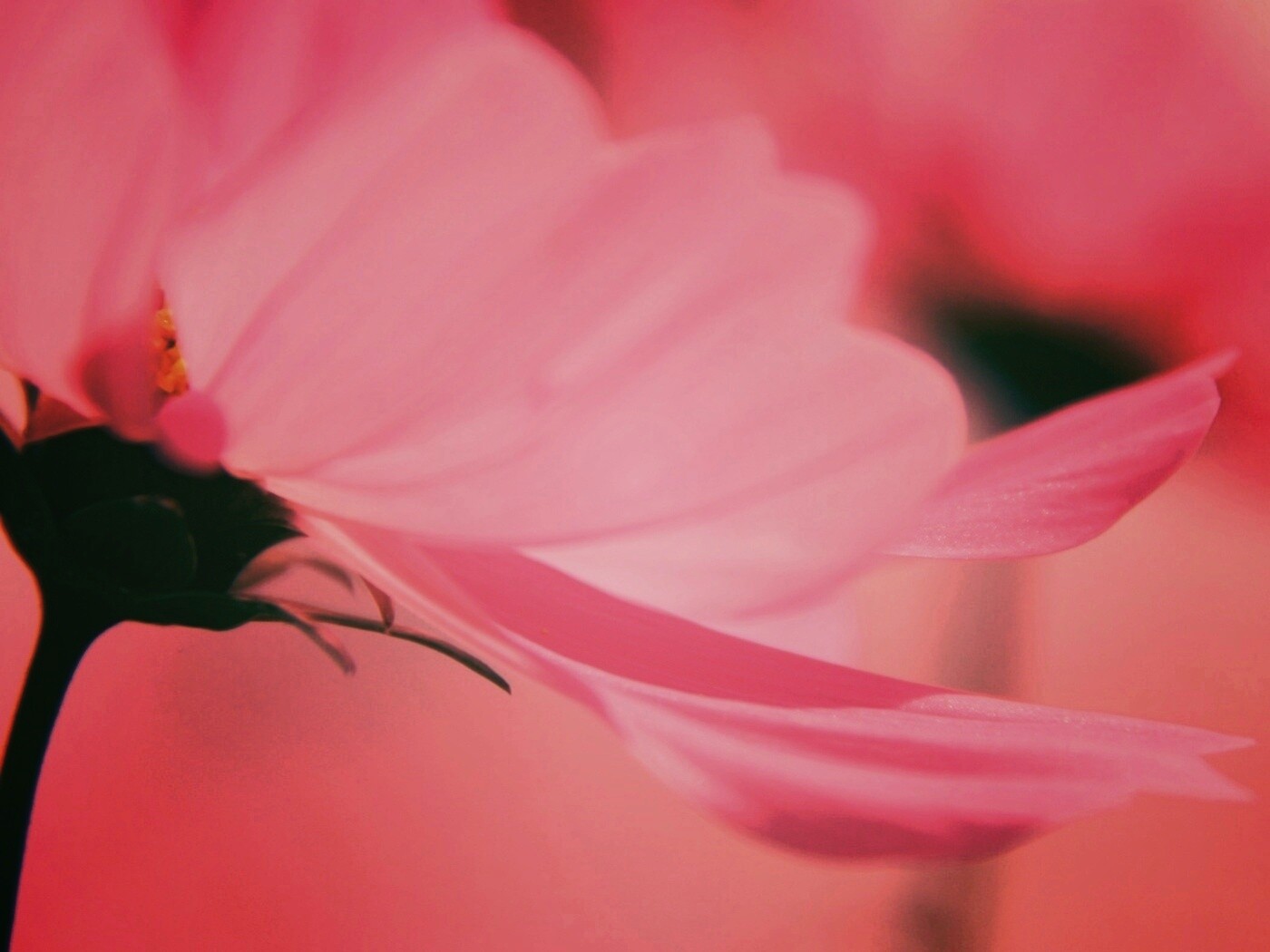 Розовый цветок обои