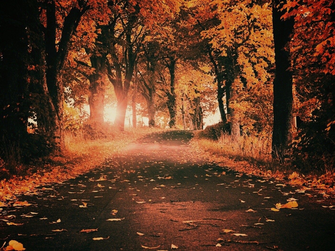 Дорога в осеннем парке обои