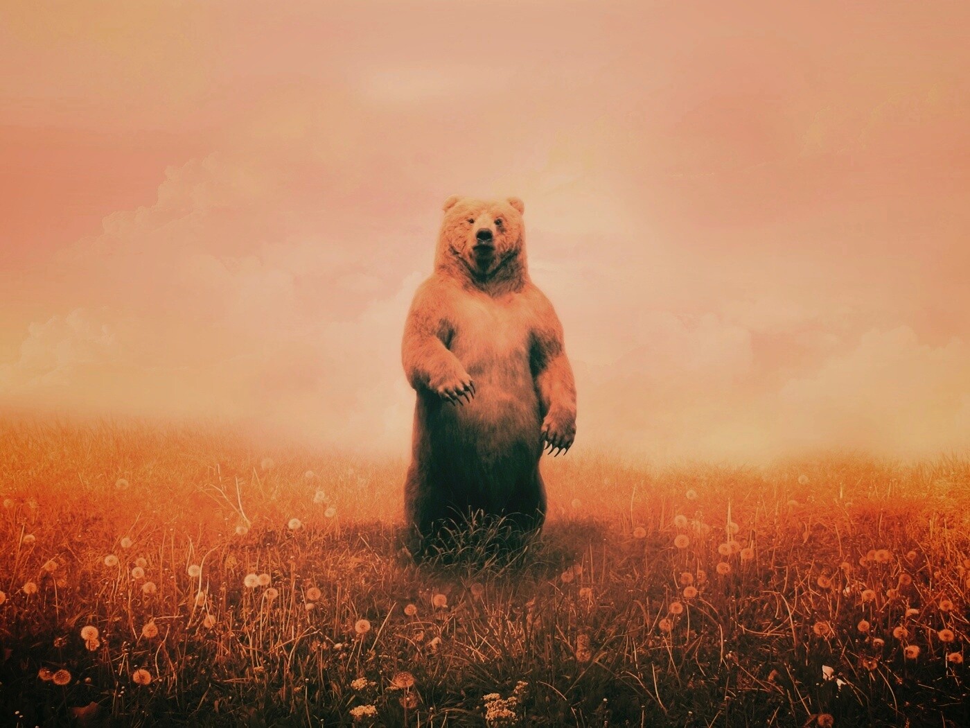 Медведь в одуванчиковом поле обои