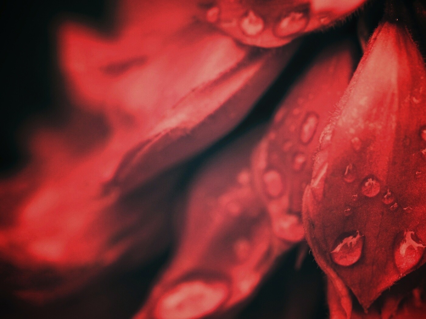 Лепестки обои