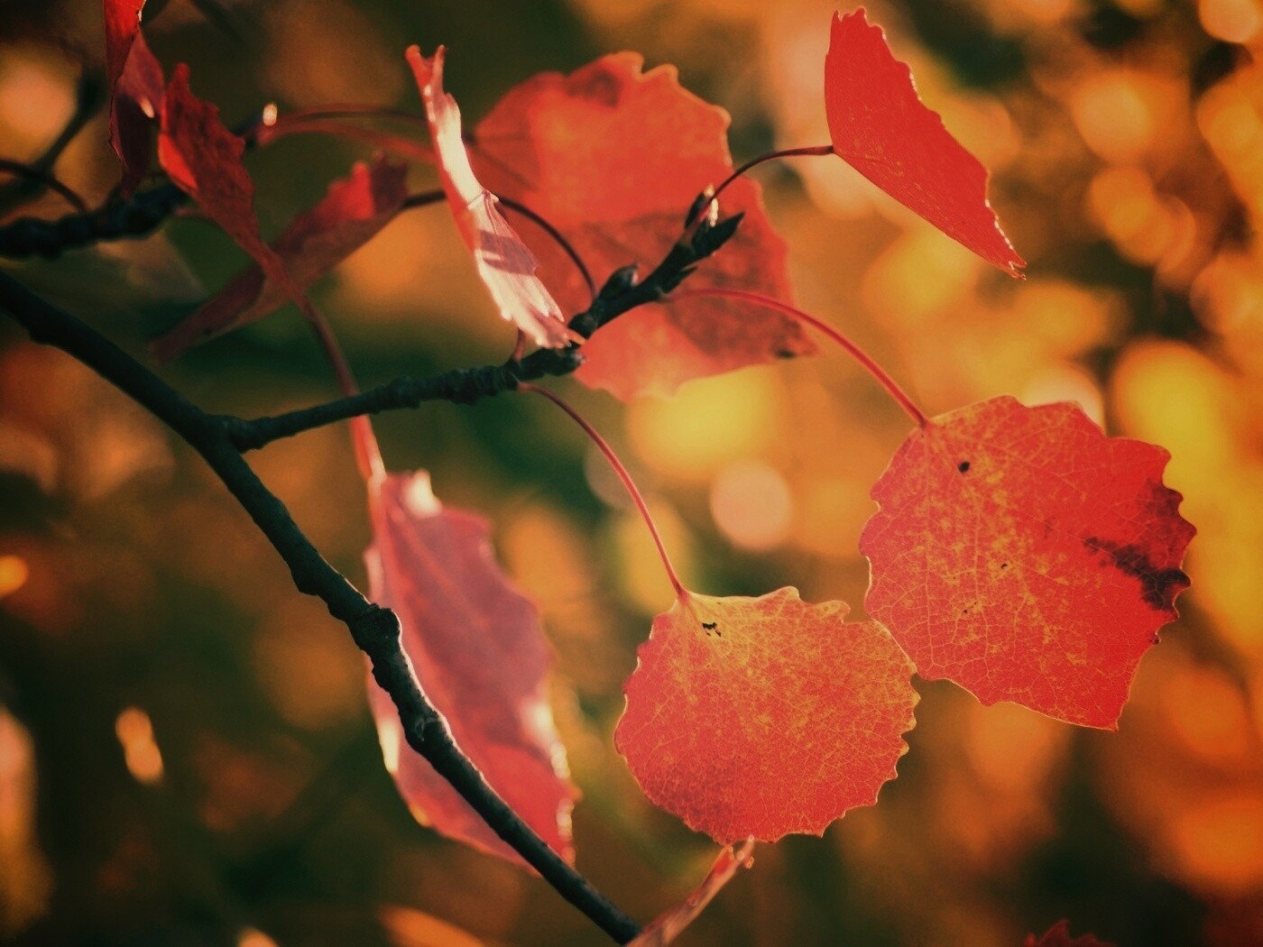 Красные листья обои