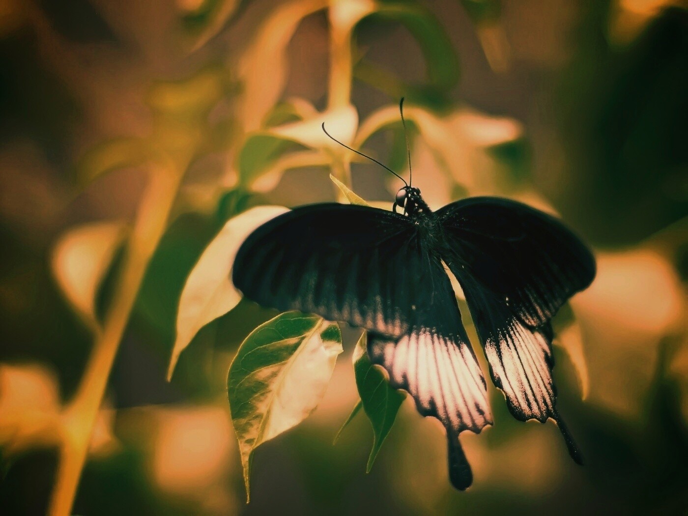 Бабочка с чёрно-белыми крыльями обои