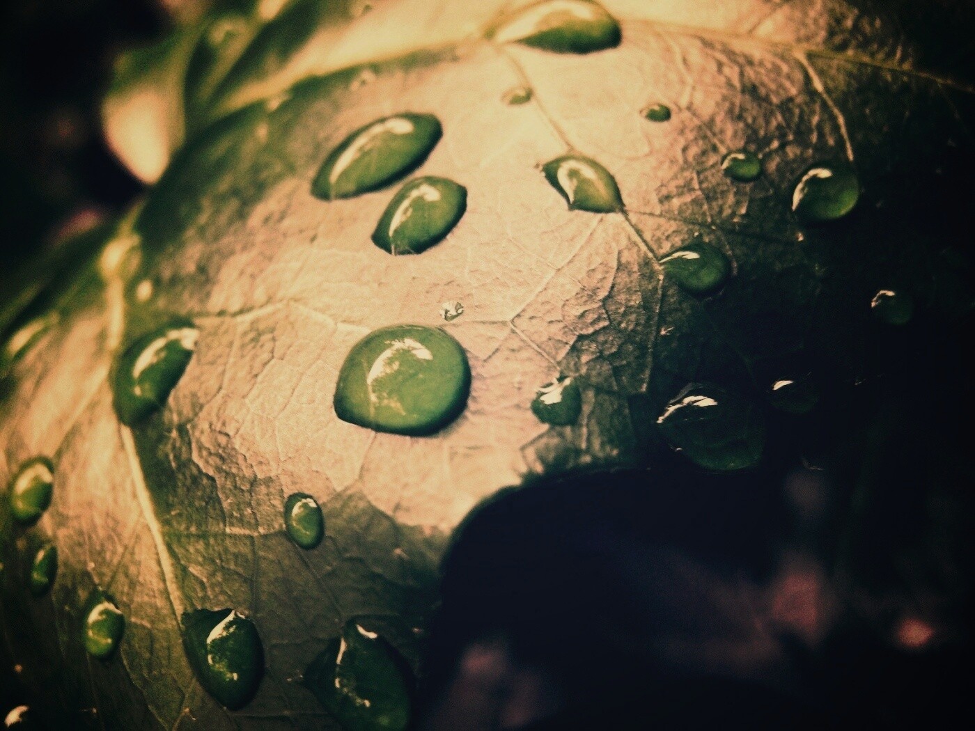 Капли росы на листе обои