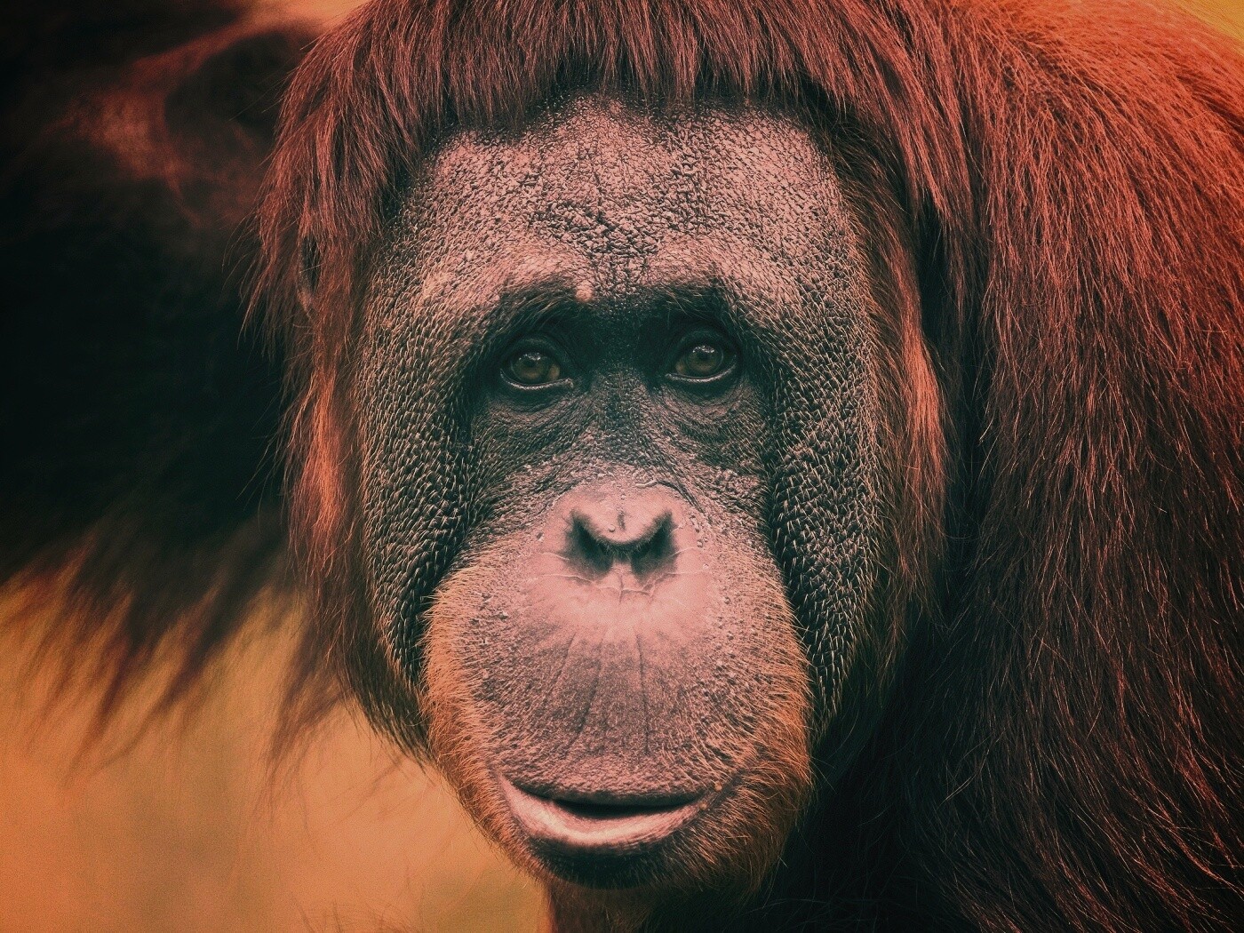 Орангутан обои