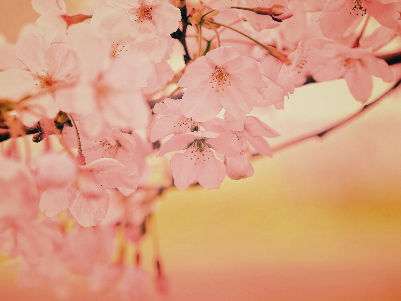 Цветение вишни обои