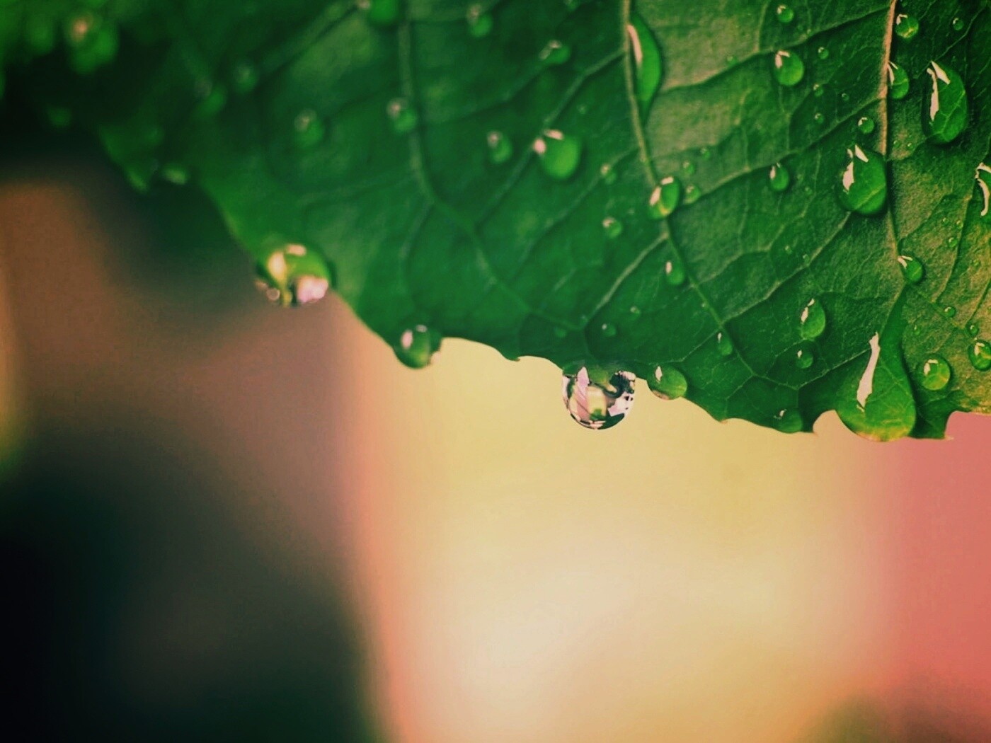Роса на листе в макро обои