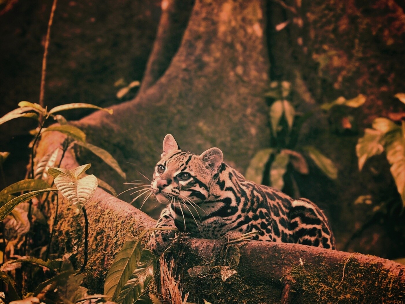 Оцелот обои