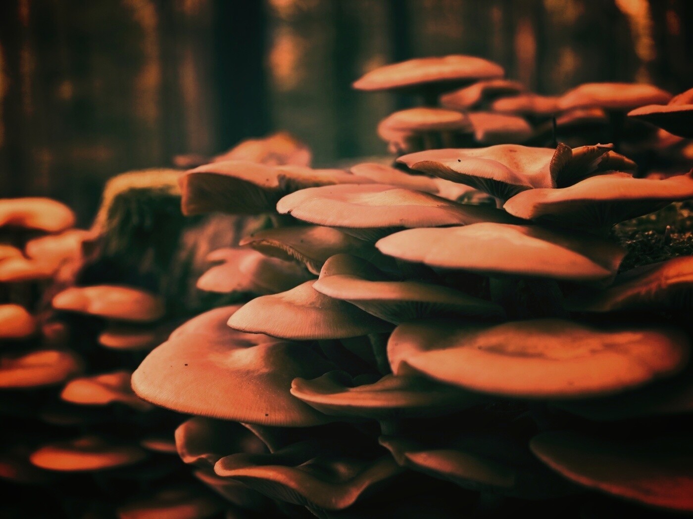 Лесные грибы на пне обои