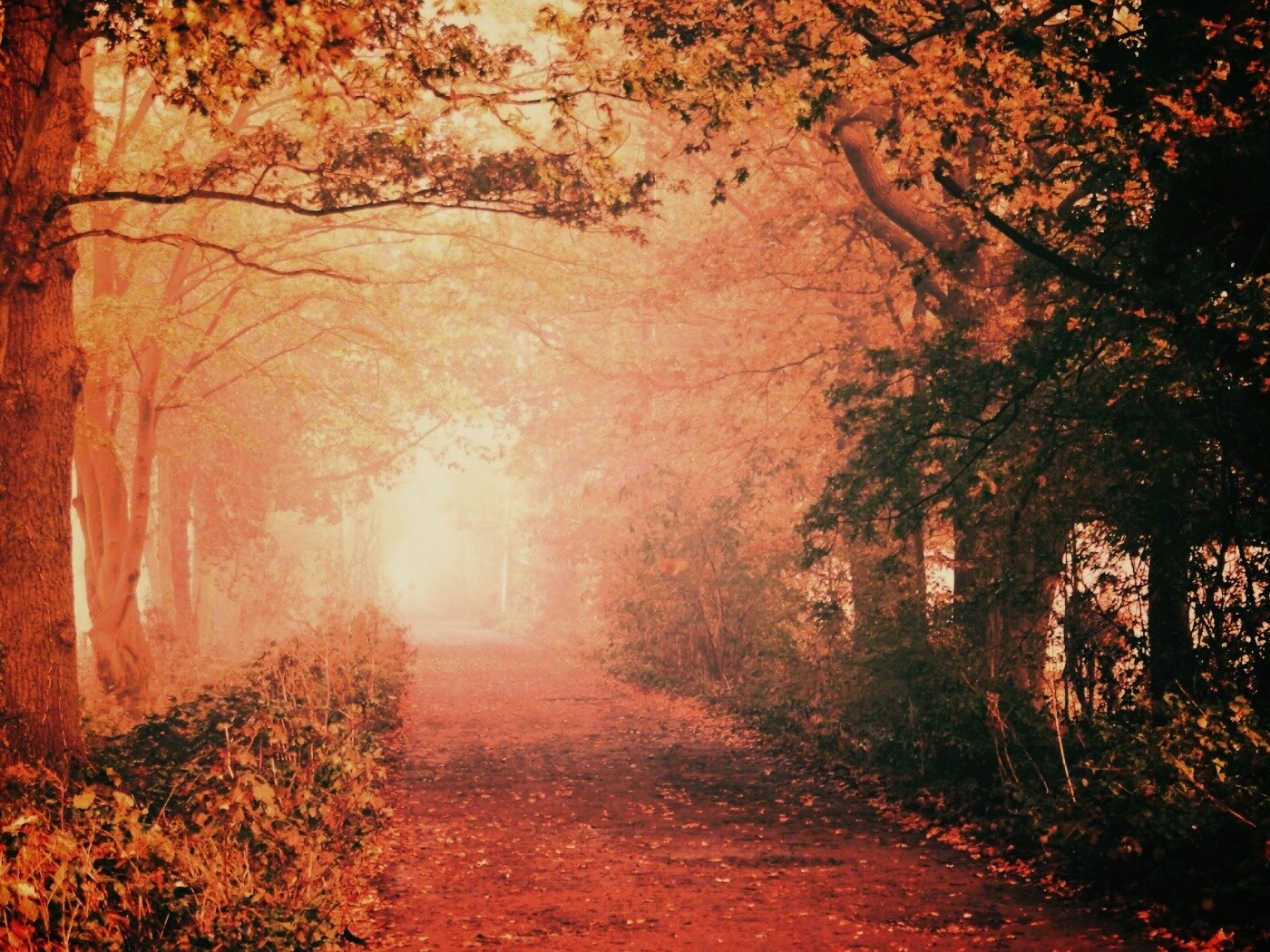 Парковая дорожка обои