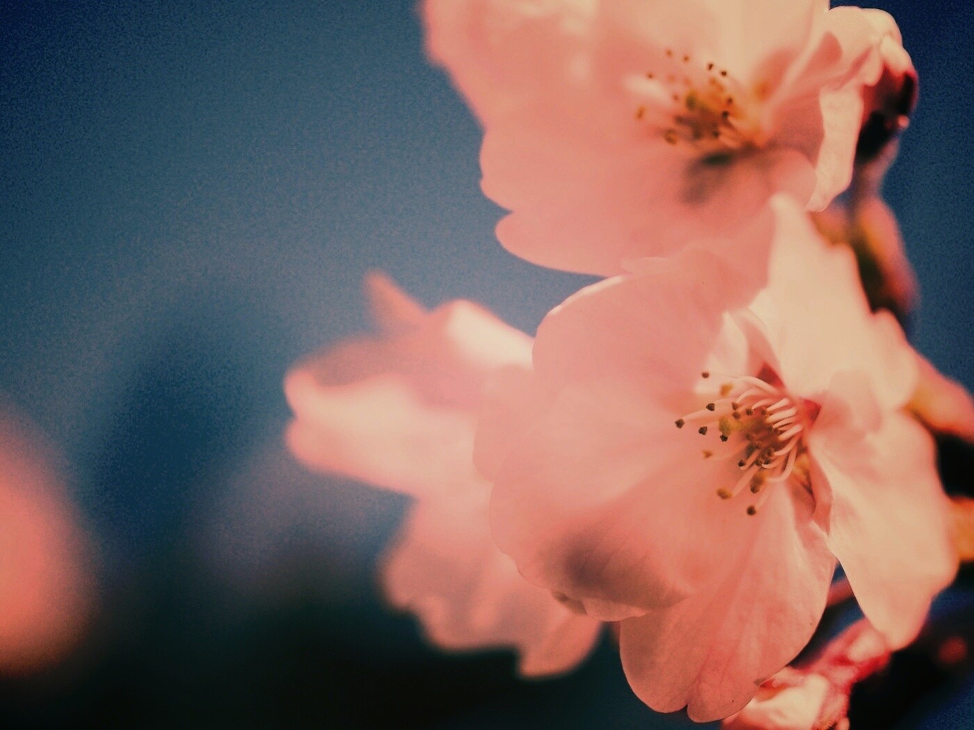 Нежные белые цветы обои