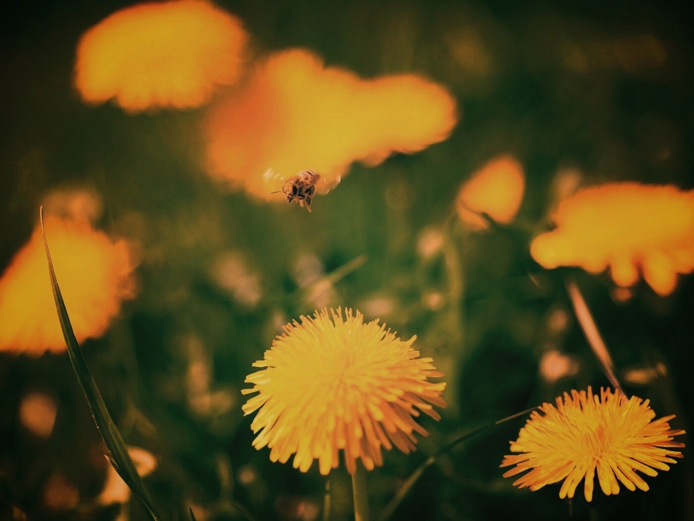 Пчёлка пролетает над одуванчиками обои