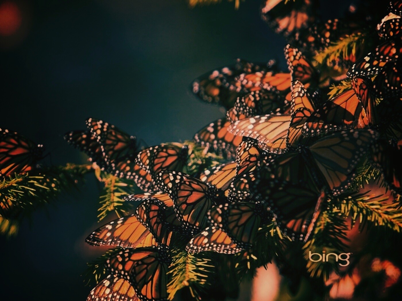 Бабочки облепили ёлку обои