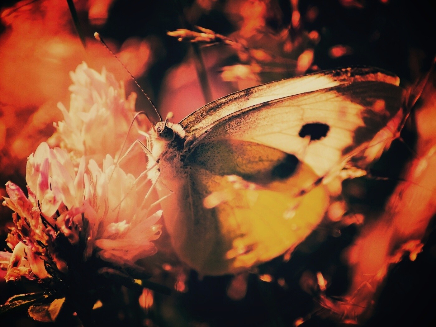 Бабочка на цветке обои