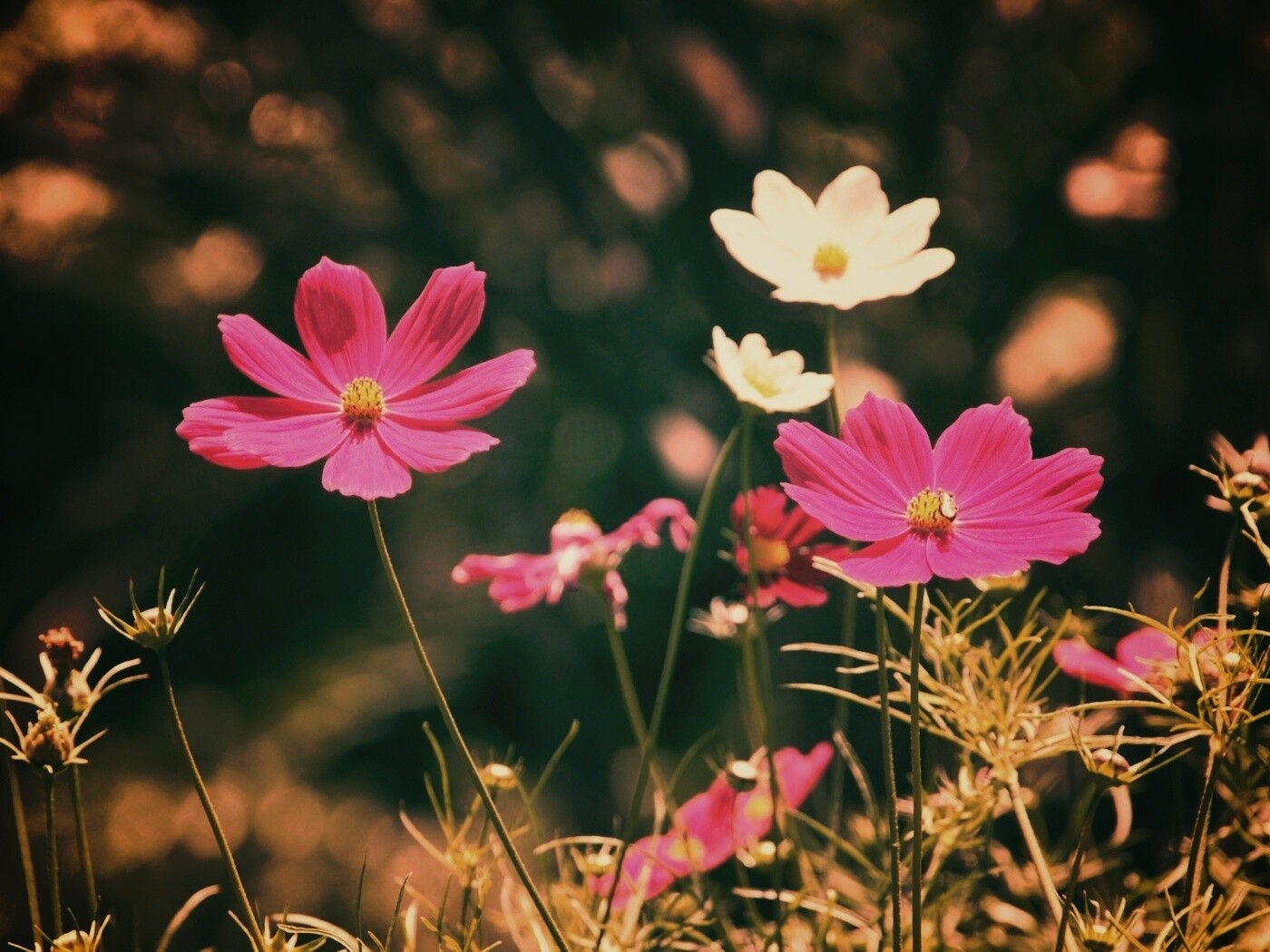 Белые и розовые цветочки обои