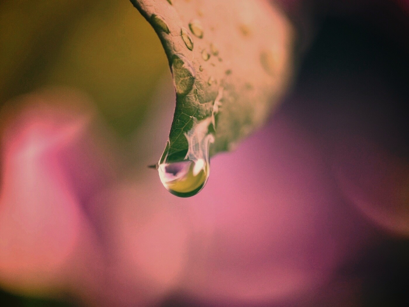 Капля на листе обои