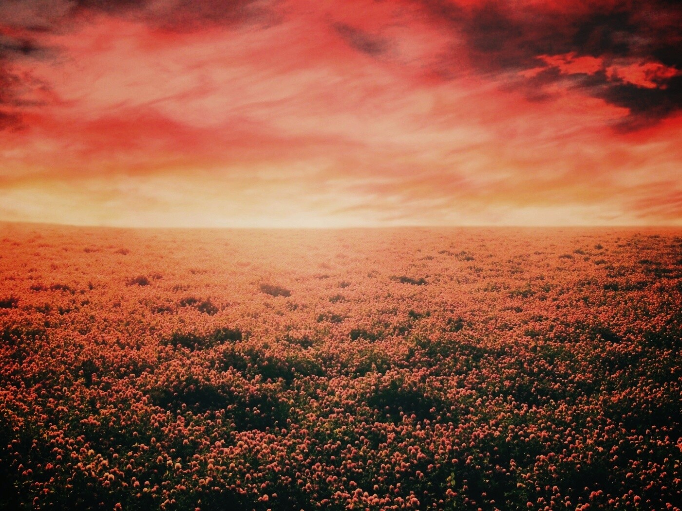 Закатное небо над цветочным полем обои