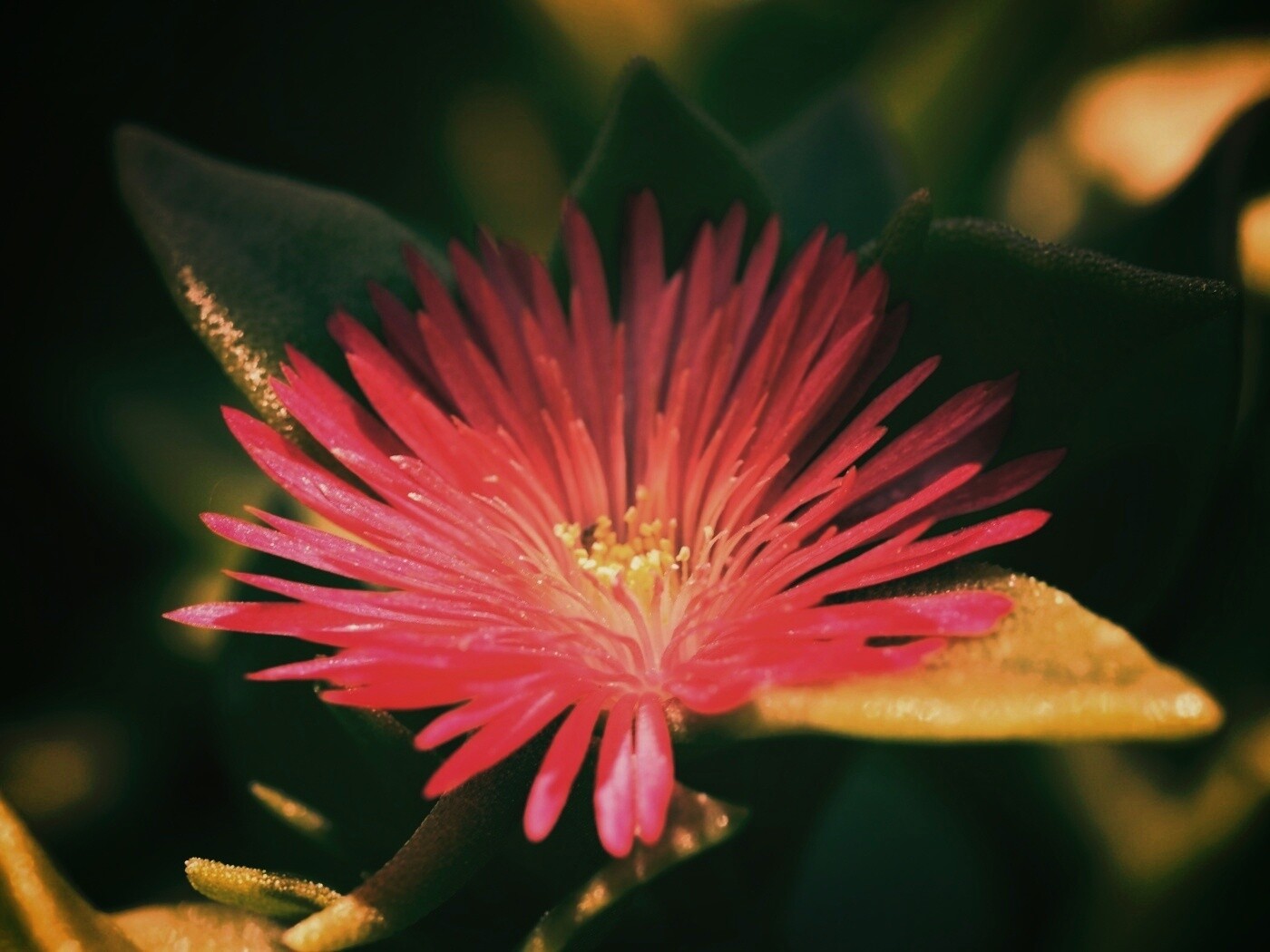 Чудесный цветок обои