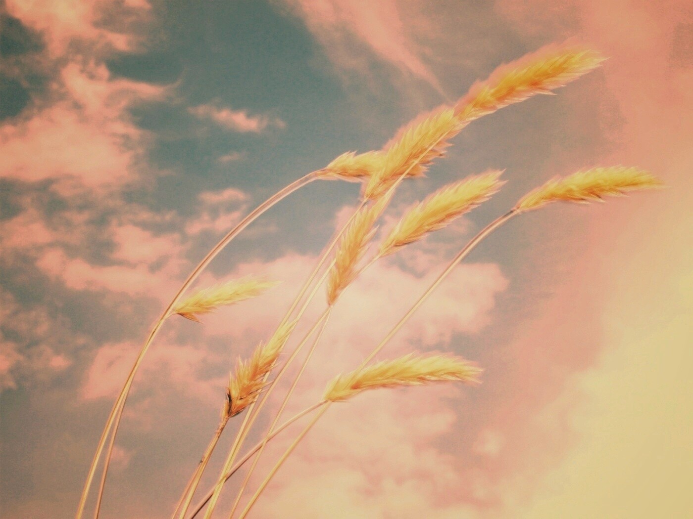 Колосья обои