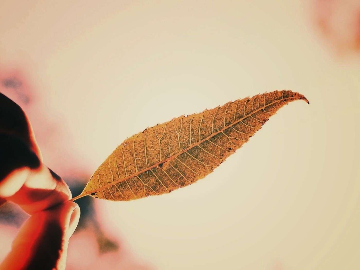 Листик в пальцах обои