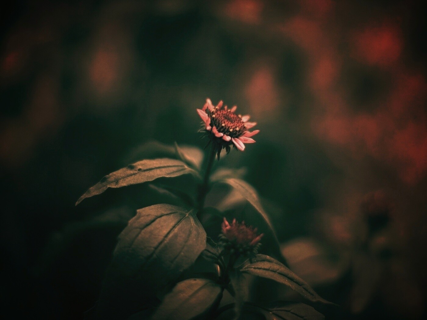 Фотография цветка обои