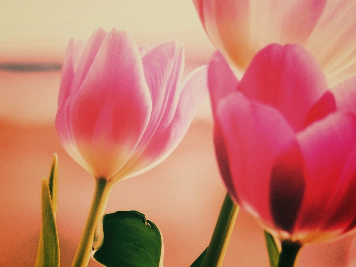 Тюльпаны обои