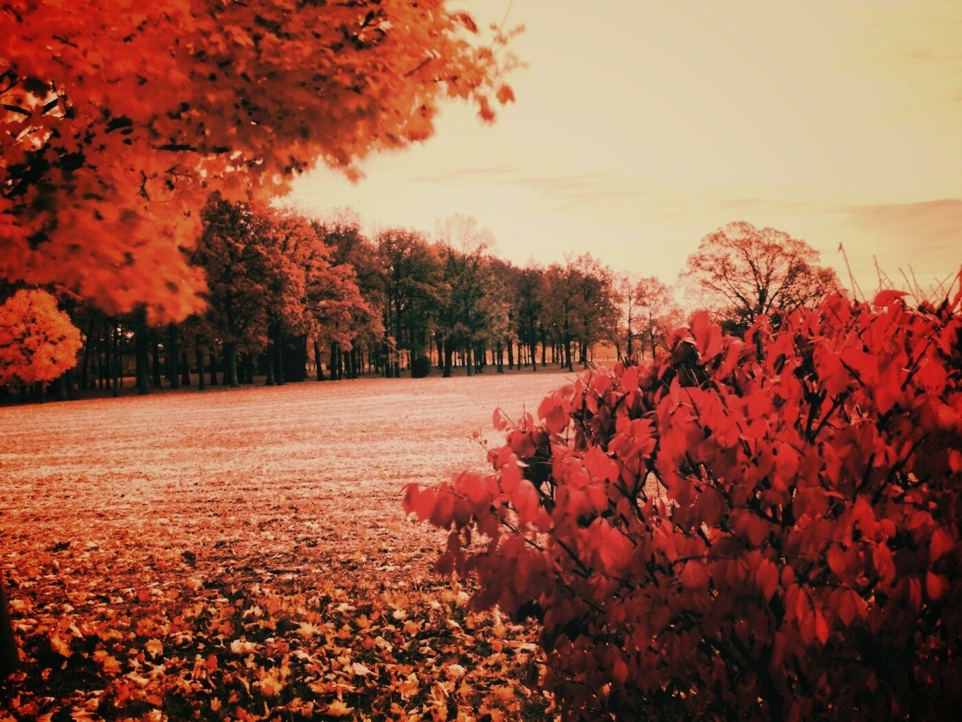 Осенний парк обои