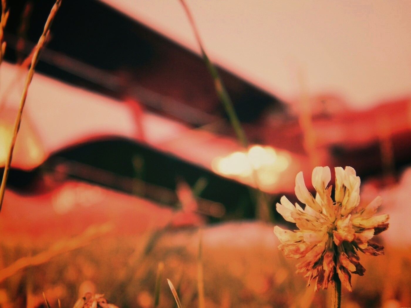 Цветок и красный самолет обои