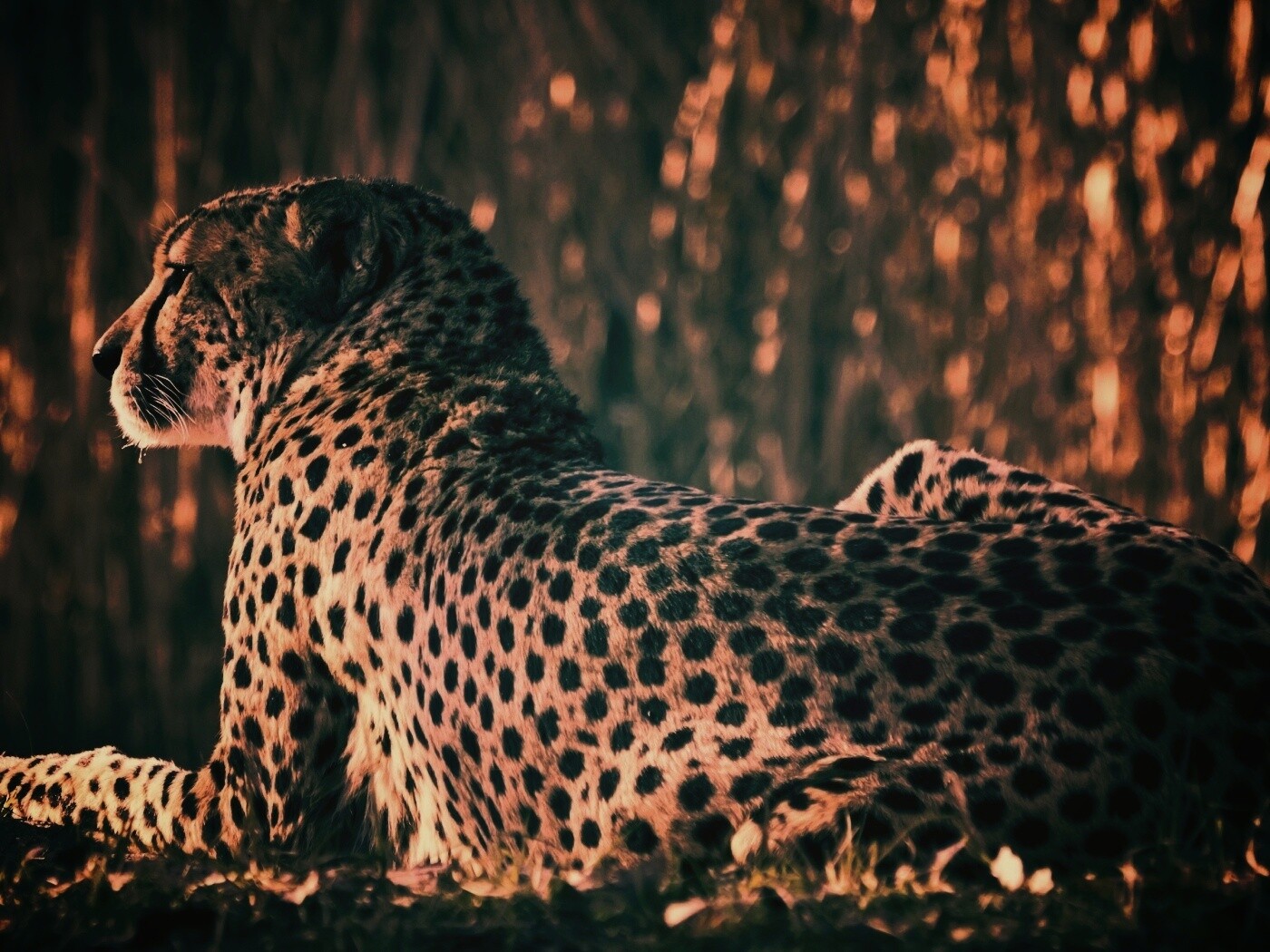 Гепард обои