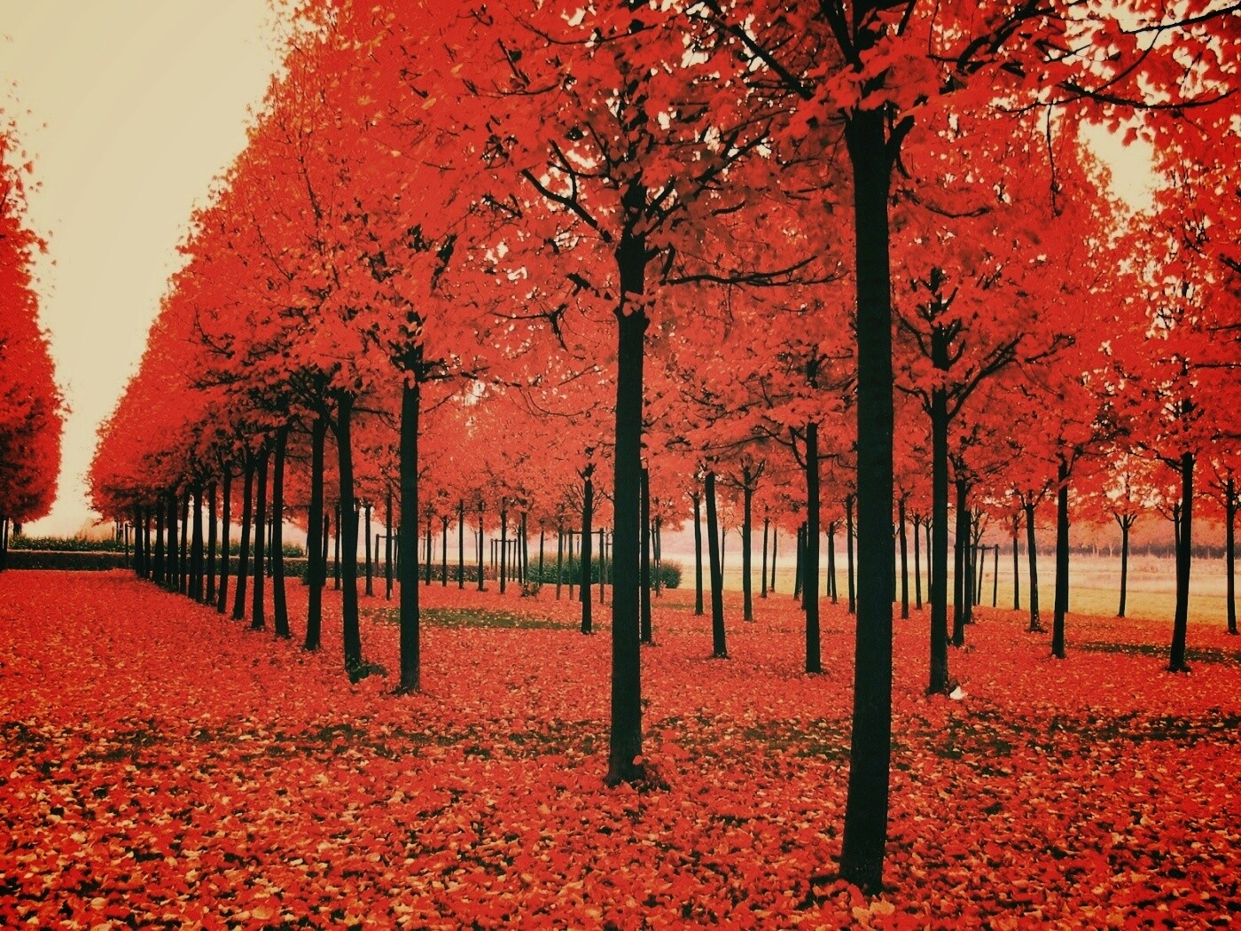 Скачать бесплатно осень обои