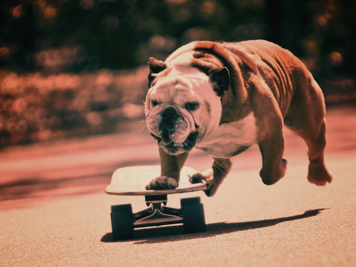 Собака на скейтборде обои