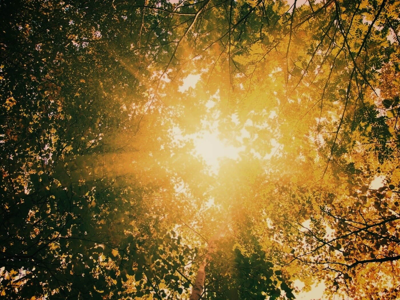 Яркий зеленоватый свет пробивающийся сквозь листву обои