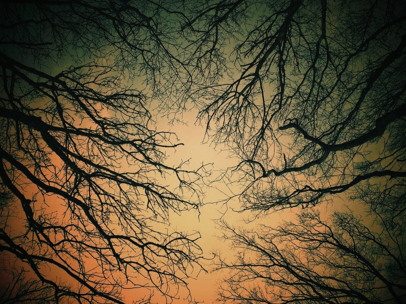 Голые кроны деревьев на фоне неба обои