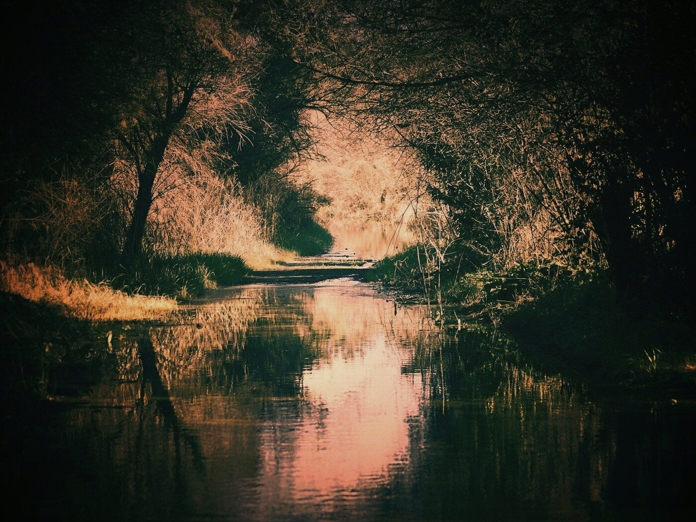 Лесная заросшая река обои