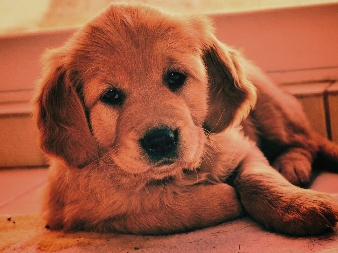 Сонный щенок лабрадора обои