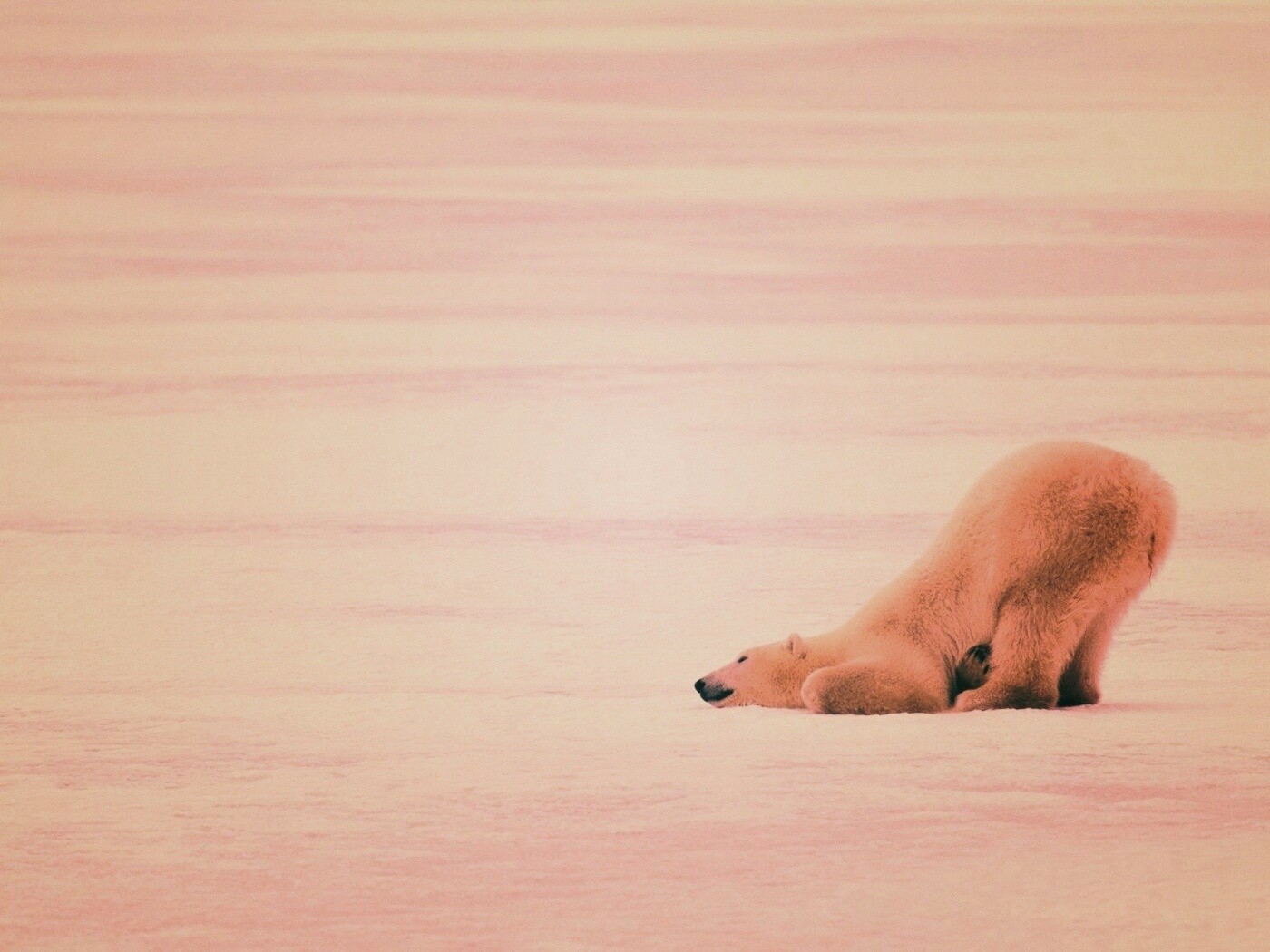 Полярный мишка в смешной позе обои