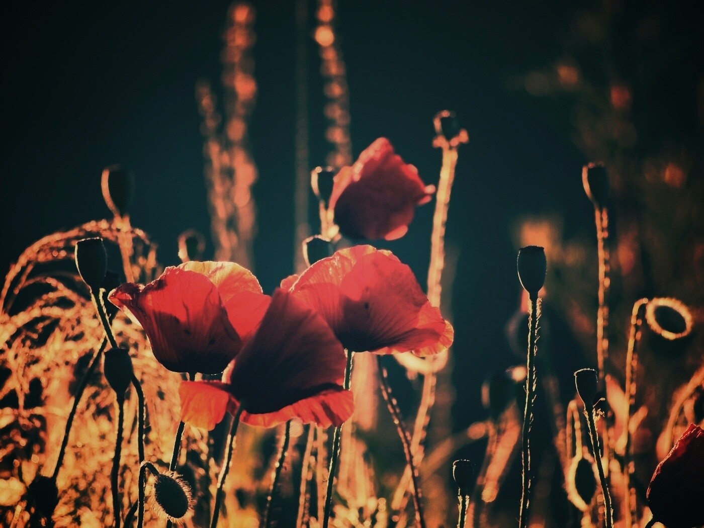 Макро фото мака обои