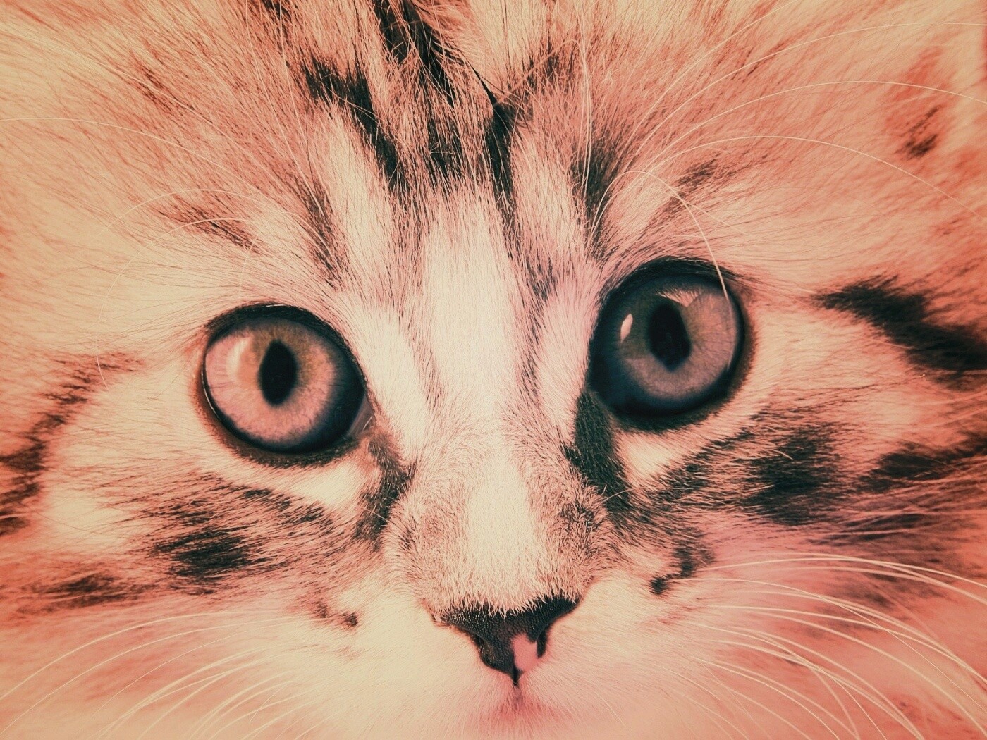 Пушистый котенок обои