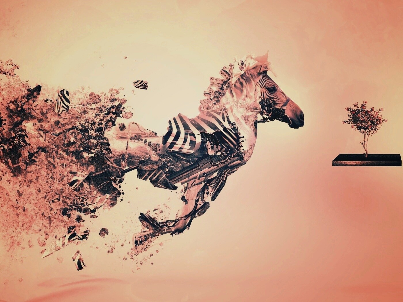 Зебра и бонсай обои