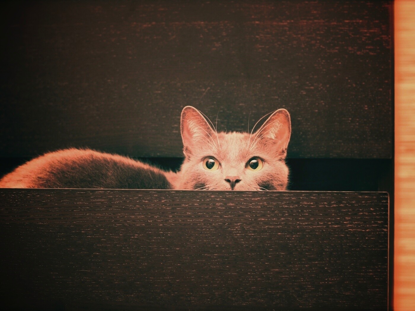 Кот в ящике комода обои