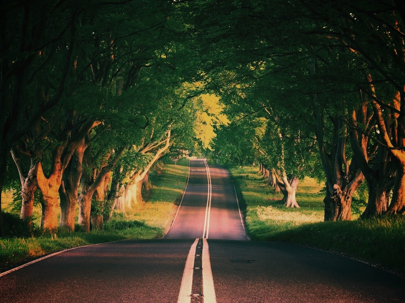 Дорога через лес обои