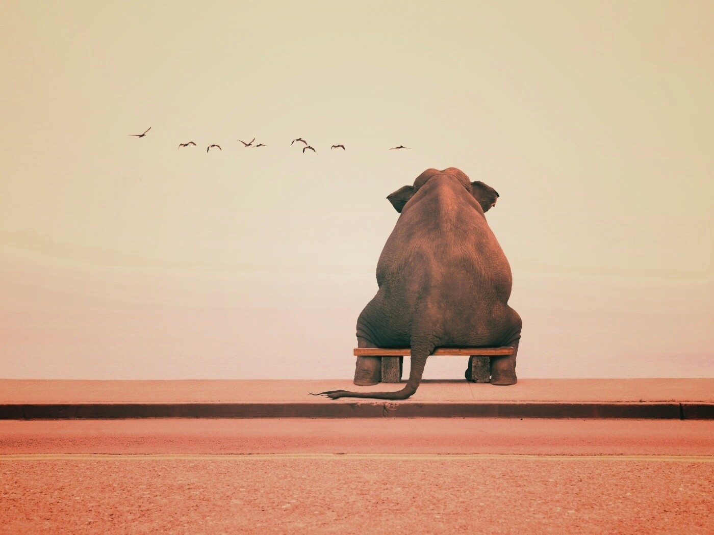 Слон на табуретке обои