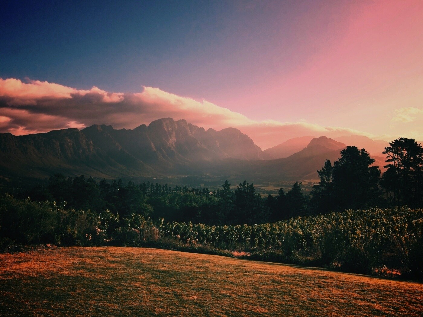 Виноградники в Африке обои