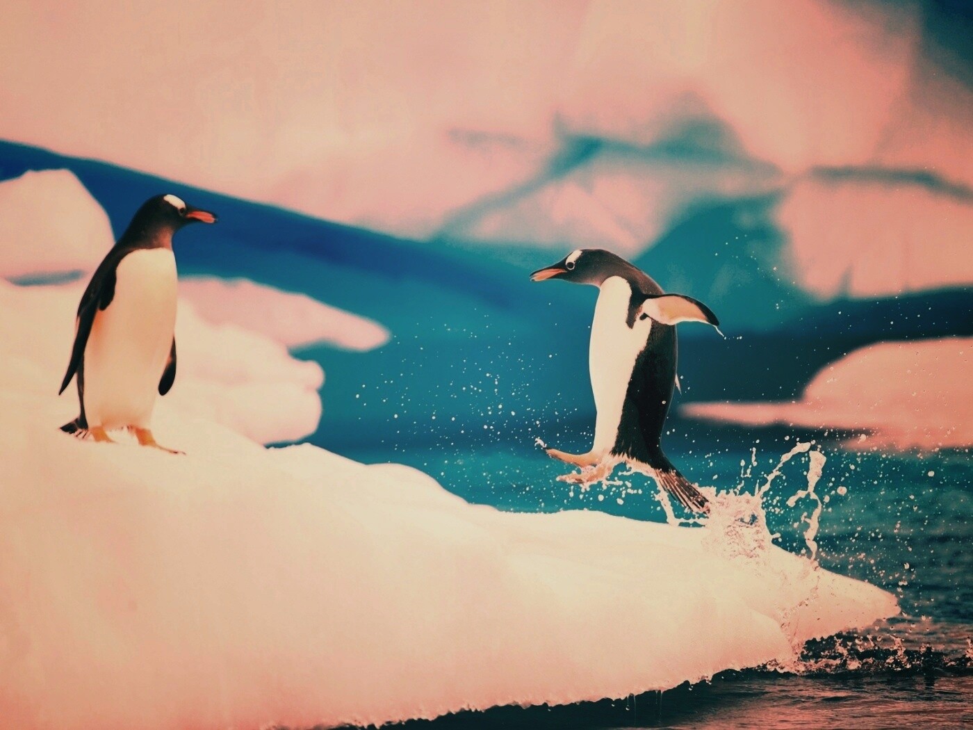 Пигвин запрыгивает на льдину обои